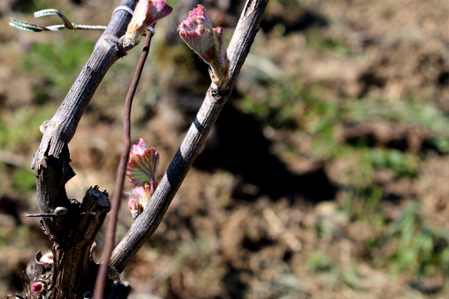 Champagne Pierre LEREDDE - 