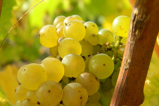 Champagne Pierre LEREDDE - 